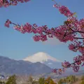 松田山ハーブガーデンの写真_749611