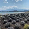 河口湖自然生活館の写真_750560