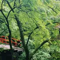河鹿橋の写真_771330