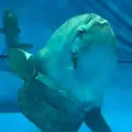アクアワールド茨城県大洗水族館の写真_781384
