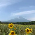 山中湖花の都公園の写真_786967