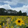 世羅高原農場の写真_787909