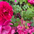 そらの花畑 世羅高原花の森の写真_787910