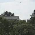 熊本城の写真_789854