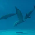 宮島水族館 みやじマリンの写真_793280