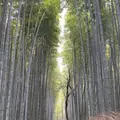 嵐山 竹林の小径の写真_797096