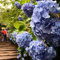 明月院（あじさい寺）の写真_799326