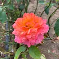 よしうみバラ公園の写真_803605