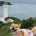 平久保崎灯台の写真_807414