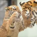 京都市動物園の写真_80753