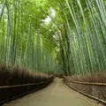 嵐山 竹林の小径の写真_80767