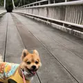 バンナ公園の写真_808330