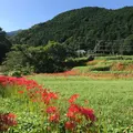 彼岸花の里の写真_809931