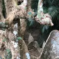 古見のサキシマスオウノキ群落の写真_810262