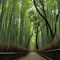 嵐山 竹林の小径の写真_81191