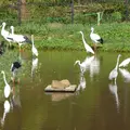 兵庫県立コウノトリの郷公園の写真_81375
