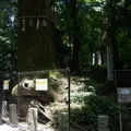 たこ杉の写真_82240