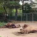 八木山動物公園フジサキの杜の写真_824251