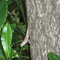 宮里前の御嶽の写真_82475