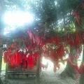 卯子酉様の写真_82484
