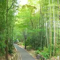 修善寺温泉の写真_82801