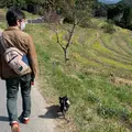 大山千枚田の写真_842509