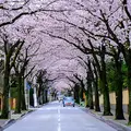 西海子小路の写真_84289