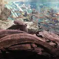 京都水族館の写真_84491