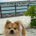 浜比嘉島の写真_849512