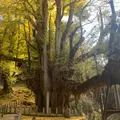 菩提寺の大イチョウの写真_851951