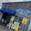 イルカの写真_867794