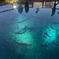 忍野八海の写真_873662