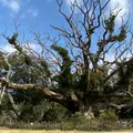 川棚のクスの森の写真_880110