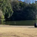 鴨池公園の写真_883938