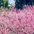 北野天満宮の写真_889047