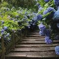 明月院（あじさい寺）の写真_889319