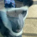 よこはま動物園ズーラシアの写真_892507
