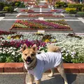 海洋博公園の写真_892777