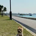 アラハビーチの写真_892806