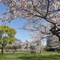 舞鶴公園の写真_895033