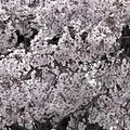 円山公園の写真_897749