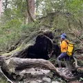 ウィルソン株の写真_898953