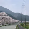 桜通りの写真_899155