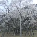 根尾谷淡墨桜の写真_899464