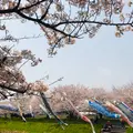 岐阜市立西郷小学校の写真_899482