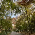 糺ノ森の写真_901403