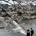 鴨川の写真_902366