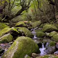 苔むす森の写真_907088