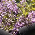 退蔵院の写真_910312