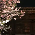 東寺（教王護国寺）の写真_910423